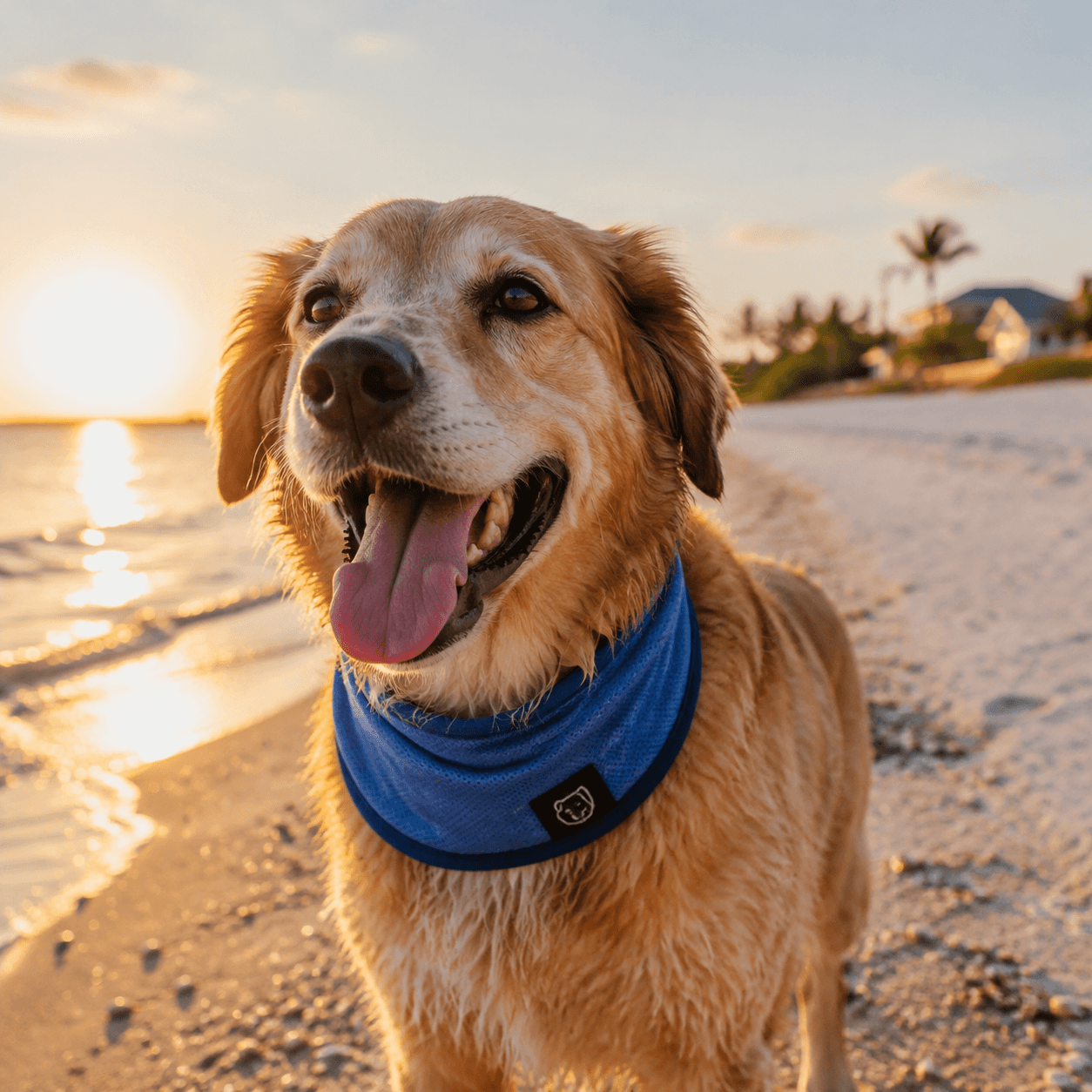 Dog Cooling Bandana Set in use on the beach